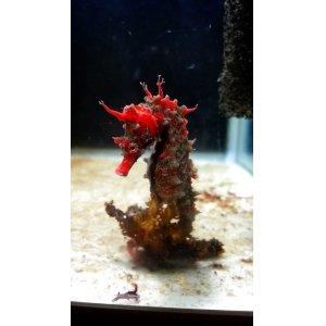 画像: 《近海産海水魚》ハナタツレッド・・・ワイルド個体