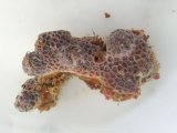 画像: ハナガササンゴ(約10センチ前後)