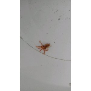 画像: タコ（種別不明）・・頭0，5センチ前後