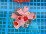 画像: オオエダキサンゴ(約6センチ前後)