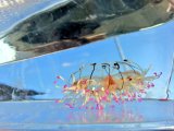 画像: 《近海産海洋生物類》ハナガサクラゲ（2匹セット）…ハンドコート採取