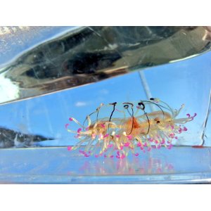 画像: 《近海産海洋生物類》ハナガサクラゲ（2匹セット）…ハンドコート採取