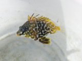 画像: 《近海産海水魚》【激レア】ツボダイ幼魚（1匹）7…ハンドコート採取