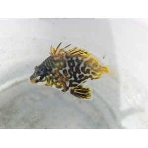 画像: 《近海産海水魚》【激レア】ツボダイ幼魚（1匹）7…ハンドコート採取