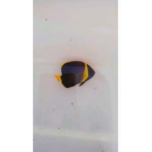 画像: キンチャクダイ幼魚