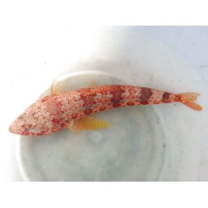 画像: 《近海産海水魚》アカエソ（Lサイズ）‥近海ハンドコート採取