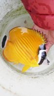 画像2: 《近海産海水魚》ツキチョウチョウウオ（Mサイズ）1匹・・近海ハンドコート採取（状態極上）