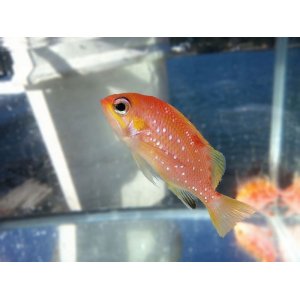 画像: 《近海産海水魚》【南伊勢産】スミツキハナダイ（餌付け済）…ハンドコート