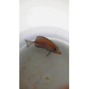 画像: 《近海産海水魚》ニザダイ幼魚‥ハンドコート採取