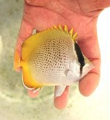 画像: 《近海産海水魚》【激レア】☆★熊野灘産★☆コクテンカタギ・・・近海ハンドコート採取