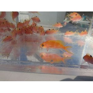 画像: 《近海産海水魚》☆☆熊野灘産ナガハナダイ・・幼魚（激珍サイズ）