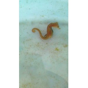 画像: 《近海産海水魚》ハナタツ【ワイルド良血個体】…オレンジ系