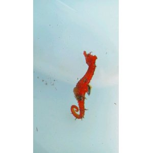 画像: 《近海産海水魚》ハナタツのペアー【ワイルド個体】…雄（レッド）雌（オレンジ）共に若親でおススメです！