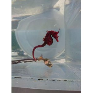 画像: 《近海産海水魚》ハナタツレッド【ワイルド良血個体】…婚姻色が強く出ている成熟雌個体です