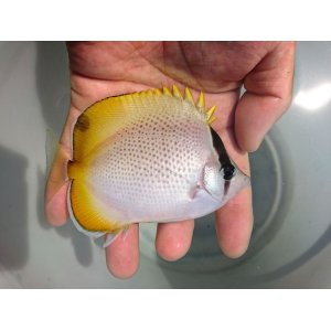 画像: 《近海産海水魚》【激レア】熊野灘産のコクテンカタギ・・・ハンドコート採取