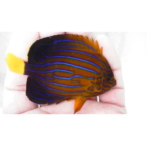 画像: キンチャクダイ（Sサイズ）