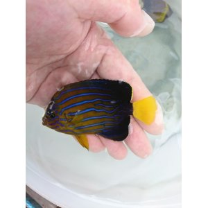 画像: キンチャクダイ(9センチ前後)・・・ブルーライン多いタイプ