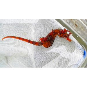 近海産海水魚（ハナタツ、タツノオトシゴの仲間） - 【近海産海水魚類・甲殻類・海洋生物類専門アクアマリンズ】 (Page 2)