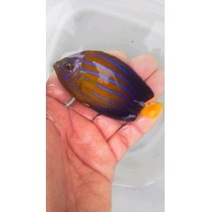 画像: キンチャクダイ(7.5センチ前後)・・黄色バンド太いタイプ