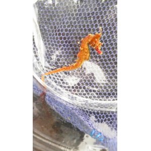 画像: 《近海産海水魚》ハナタツ幼魚レッド系【ワイルド個体】…ハンドコート採取