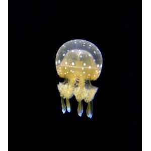 画像: 《近海産海洋生物》タコクラゲ(ベビーサイズ)10匹セット…当店ハンドコート