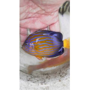 画像: キンチャクダイ(10センチ前後)