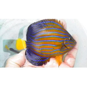 画像: キンチャクダイ(10センチ前後)・・雄個体の気配高くオススメです！