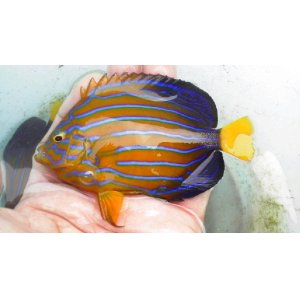 画像: キンチャクダイ(10センチ前後)・・状態良いですよ！！
