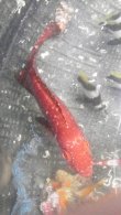 画像2: 《近海産海水魚》ホウセキキントキ（SMサイズのフリー個体）…ハンドコート採取