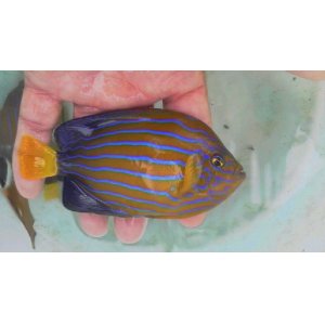 画像: キンチャクダイ(10センチ前後)・・ライン綺麗！！