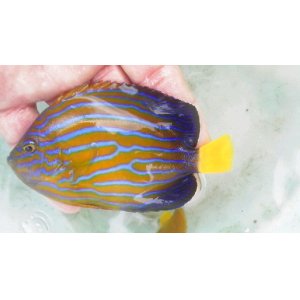 画像: キンチャクダイ（9センチ前後）・・サマーセール対象商品