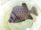 画像: 《近海産海水魚》イシガキダイ（SMサイズ）・・ハンドコート採取☆スーパーセール中の商品！！
