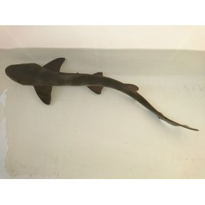 海水魚 海洋生物アクアマリンズ 販売 通販 卸 小売