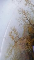 画像5: 《近海産海洋生物類》サメハダテヅルモヅル（МLサイズ)・・フリー個体