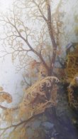 画像6: 《近海産海洋生物類》サメハダテヅルモヅル（МLサイズ)・・フリー個体