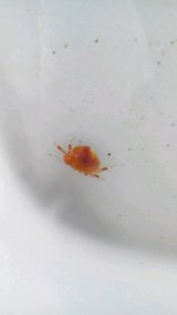 画像: ☆☆初捕獲・・カイガラカツギ