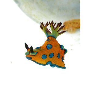 画像: スルガリュウグウウミウシ