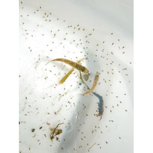 画像: 《近海産海水魚》☆☆激レアサイズのムツ幼魚の2匹セット・・当店ハンドコート！