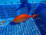 画像: 《近海産海水魚》【激レア】キンメダマシ…深海ハンドコート採取