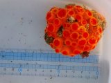 画像: タバネイボヤギ（ポリプ開花確認済）