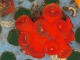 画像: タバネイボヤギ（ポリプ開花確認済）・・スーパーセール