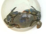 画像: 《近海産甲殻類》強暴！！トゲノコギリガザミの雄個体・・
