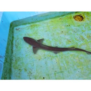 画像: 《近海産海水魚》ホシザメ(Sサイズ)…ハンドコート採取