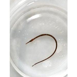 画像: ☆☆当店ハンドコート・・ヨウジウオの仲間(幼魚)