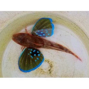 画像: 《近海産海水魚》ホウボウ（Ｍサイズのフリー個体）