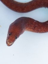 画像: 《近海産海水魚》タカマユウツボ？・・ハンドコート採取