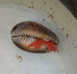 画像: ベニワモンヤドカリ