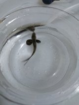 画像: 《近海産海水魚》【激レアサイズ】ツバメコノシロ　幼魚・・・当店ハンドコート採取