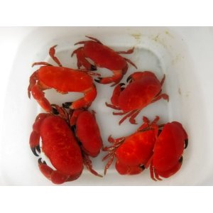 画像: 《近海産甲殻類》アカマンジュウガニ（赤系）1匹…ハンドコート採取
