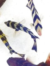 画像: 《近海産海水魚》　イシダイ（SSサイズ）1匹…ハンドコート採取